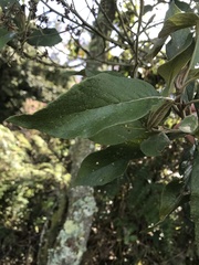Critoniopsis
