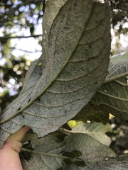 Critoniopsis