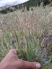 Danthonia unispicata