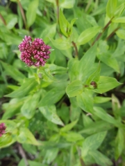 Centranthus ruber
