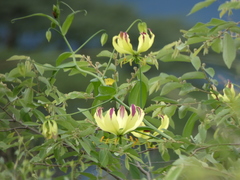 Gloriosa superba