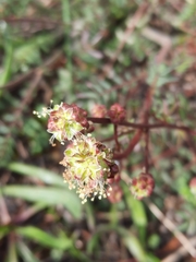 Sanguisorba minor