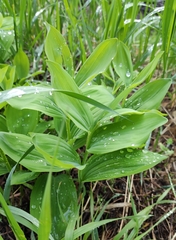 Polygonatum odoratum