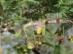 Senegalia brevispica