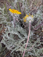 Balsamorhiza lanata