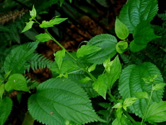 Lysimachia capillipes, photograph Jacy Chen, CC BY, iNaturalist via GBIF