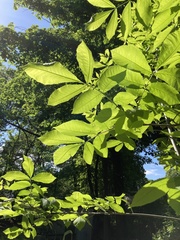 Carya