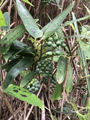 Smilax nipponica