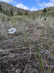 Blepharipappus scaber