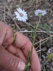 Blepharipappus scaber