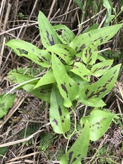 Smilax nipponica