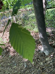 Ulmus