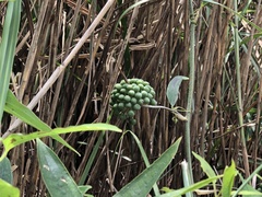 Smilax nipponica