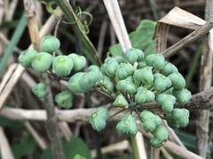 Smilax nipponica
