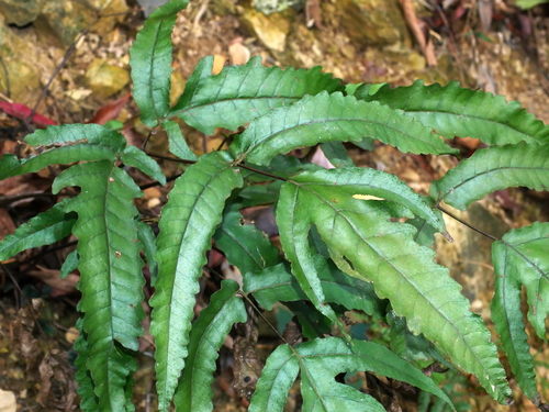 Tectaria simonsii (Tectaria simonsii)