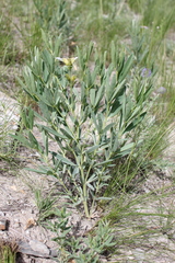 Thermopsis mongolica