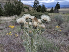 Cirsium cymosum