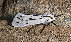 Ectypia bivittata