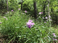Liatris compacta