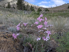 Phlox speciosa