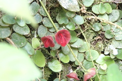 Aeschynanthus tricolor