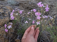 Phlox speciosa