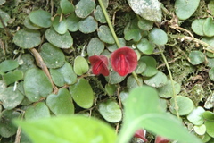 Aeschynanthus tricolor