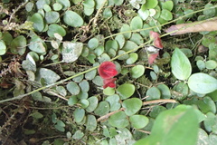 Aeschynanthus tricolor