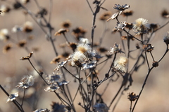 Vernonia fasciculata