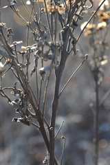 Vernonia fasciculata