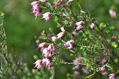 Erica australis aragonensis