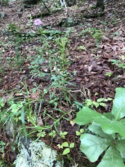 Liatris compacta