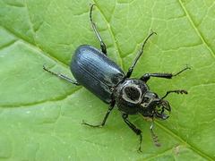 Platycerus caprea