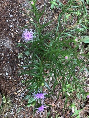 Liatris compacta