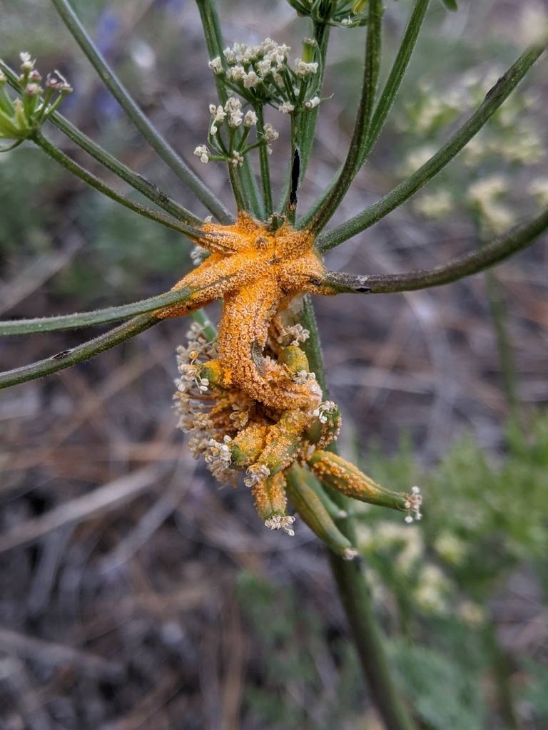 Lomatium Rust