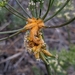 Lomatium Rust - Photo (c) Christian Schwarz, some rights reserved (CC BY-NC), uploaded by Christian Schwarz