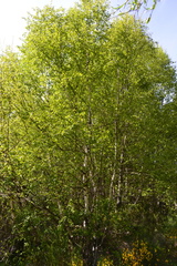 Betula celtiberica