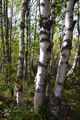 Betula celtiberica