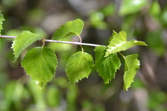 Betula celtiberica