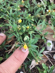 Stylosanthes biflora