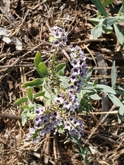 Heliotropium curassavicum