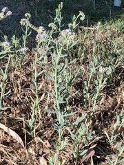 Heliotropium curassavicum