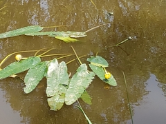 Nuphar sagittifolia