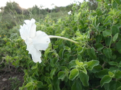 Ruellia metziae