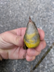Geothlypis philadelphia