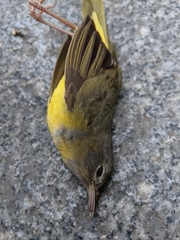 Geothlypis philadelphia