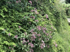 Eupatorium shimadae