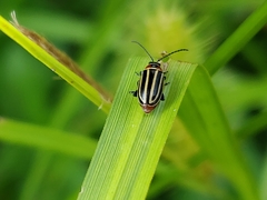 Disonycha pensylvanica