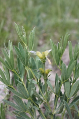 Thermopsis mongolica