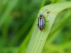 Disonycha pensylvanica